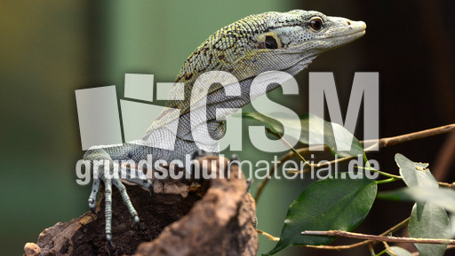 Reisinger´s Baumwaran_3.jpg